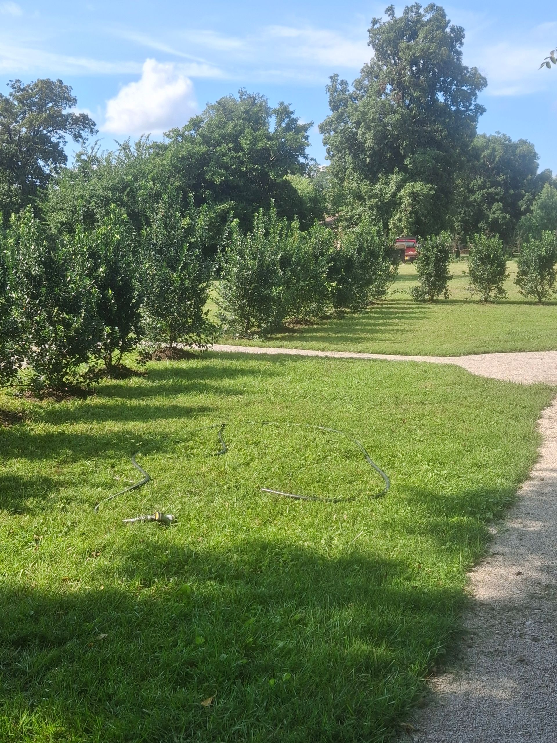 Lush green grass and trees under a blue sky. Sunlight casts shadows on the path and lawn.
