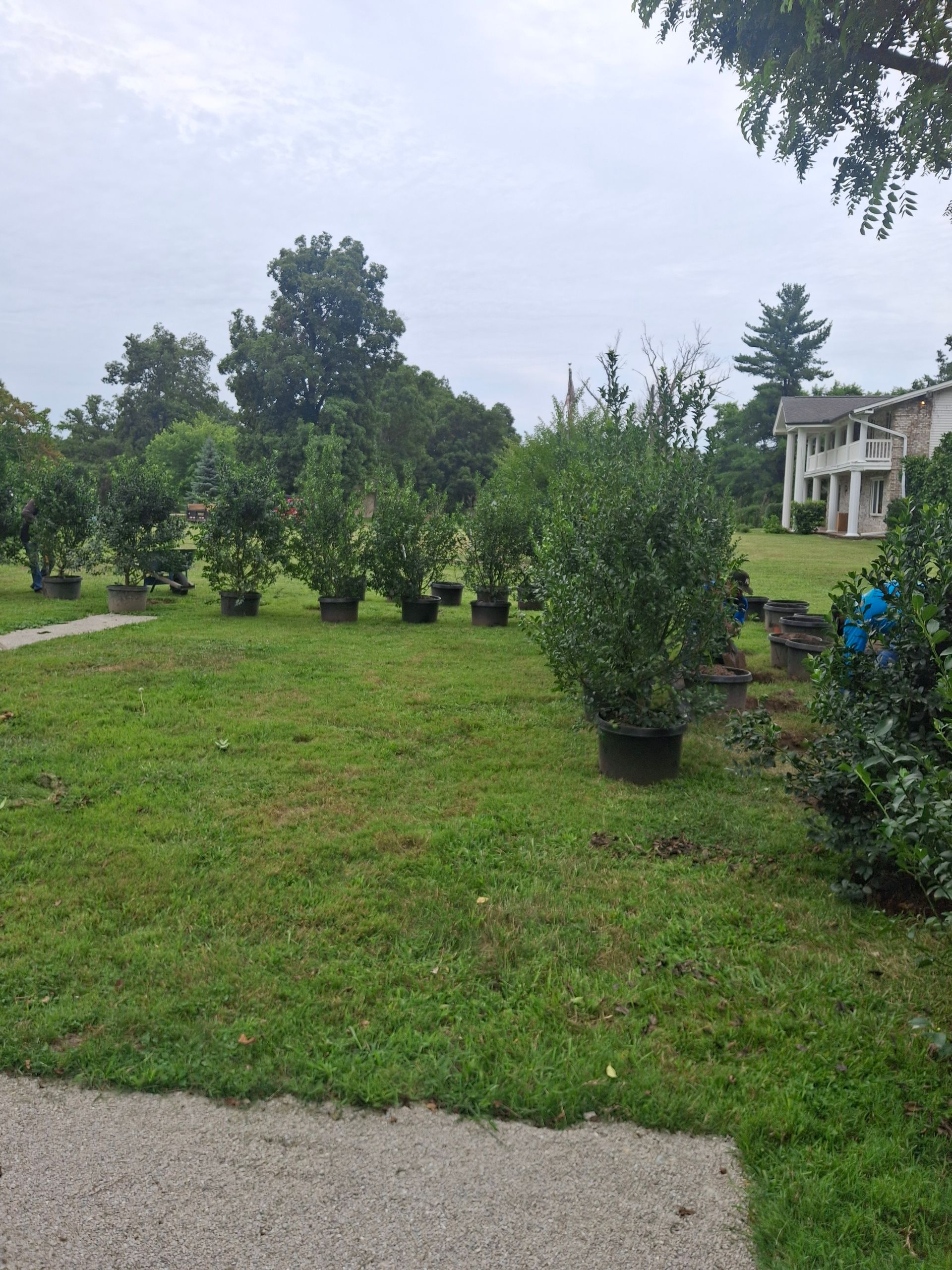 Green lawn with potted shrubs; a historic house is in the background.