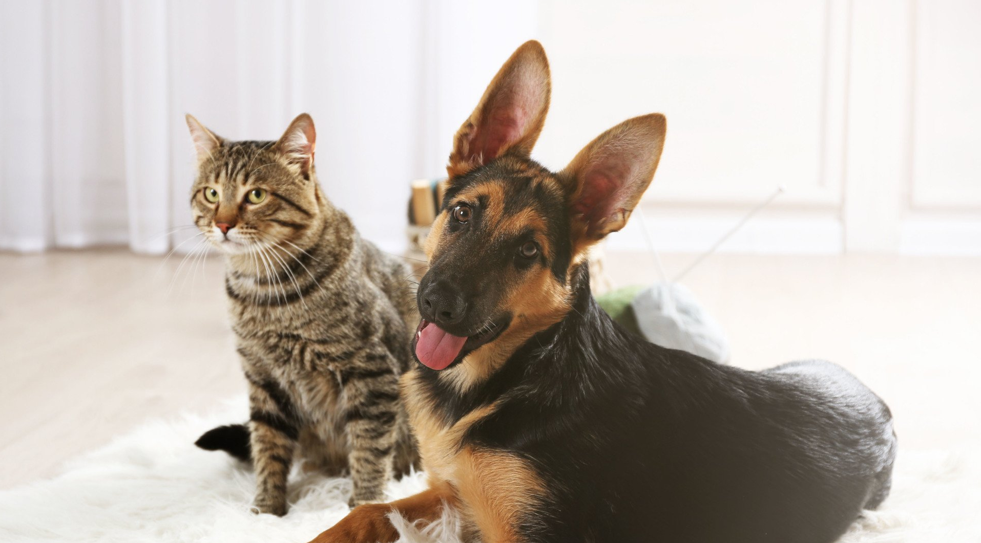 Pet Tenders Pet Sitting Services