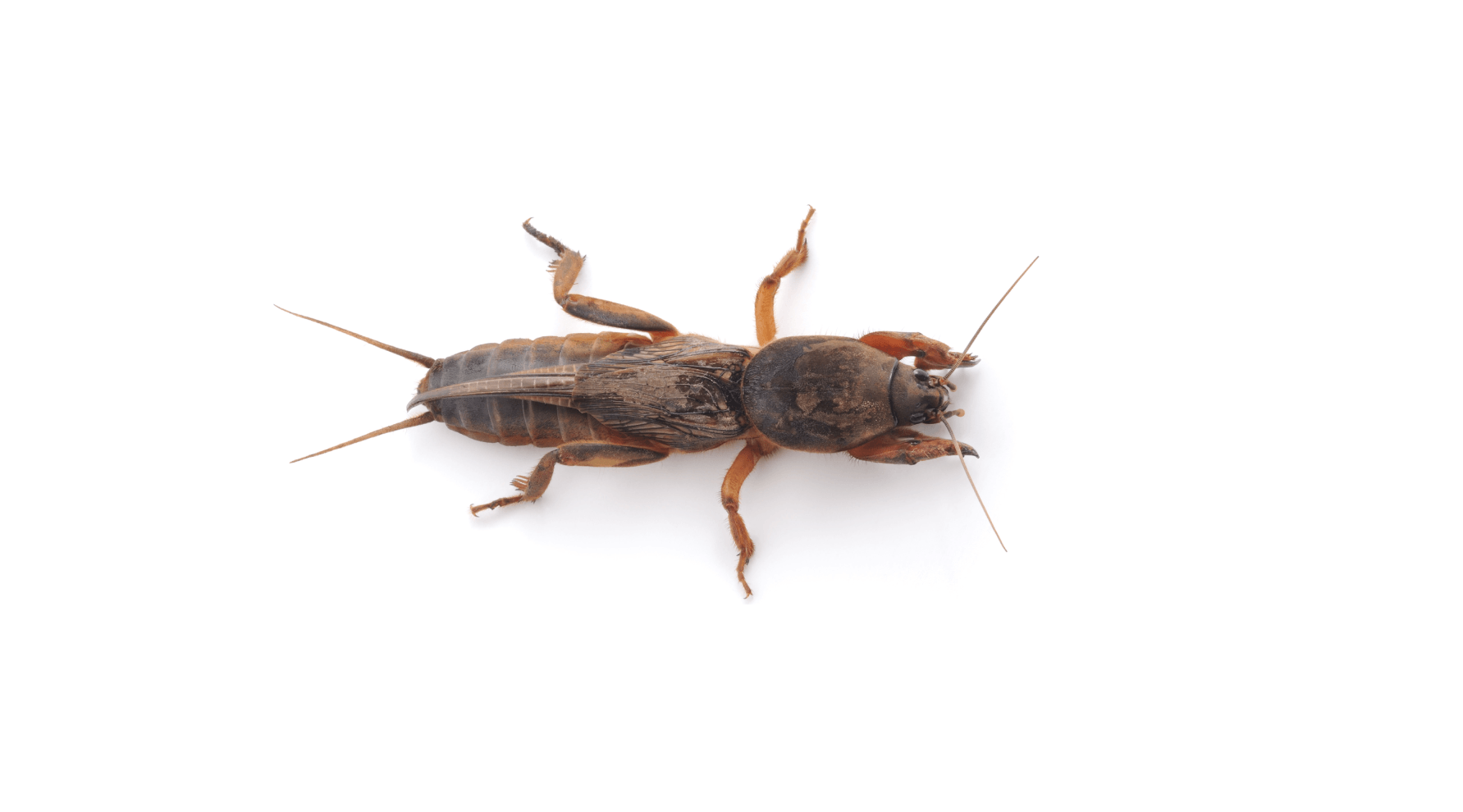 Mole Crickets