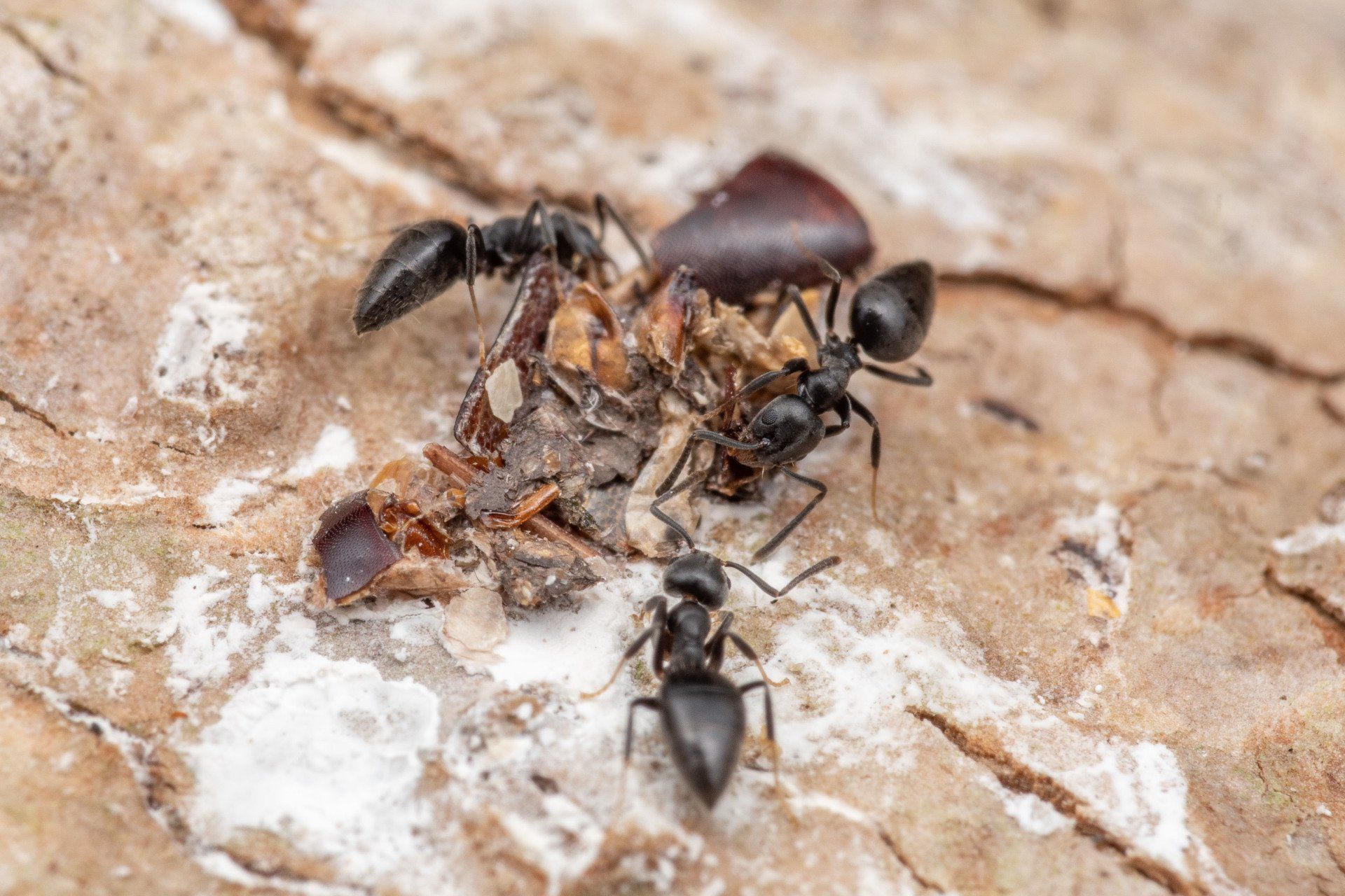 White Footed Ants