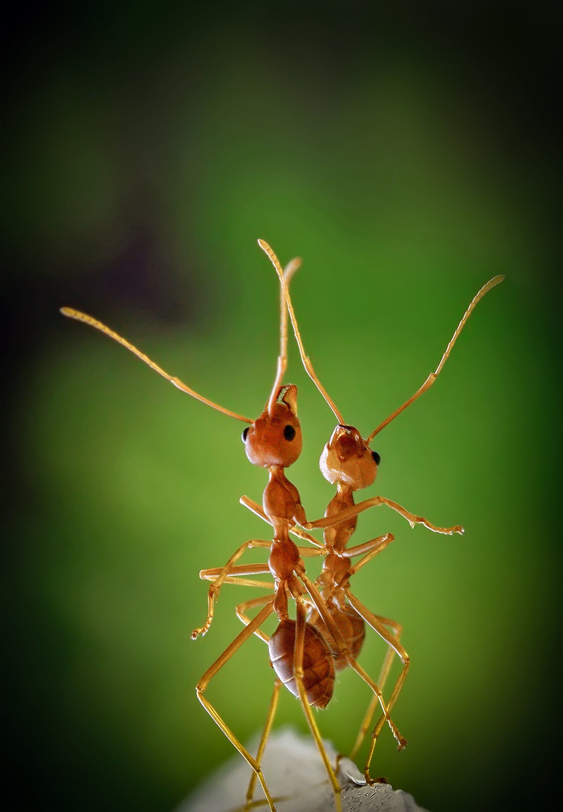 Acrobat Ants