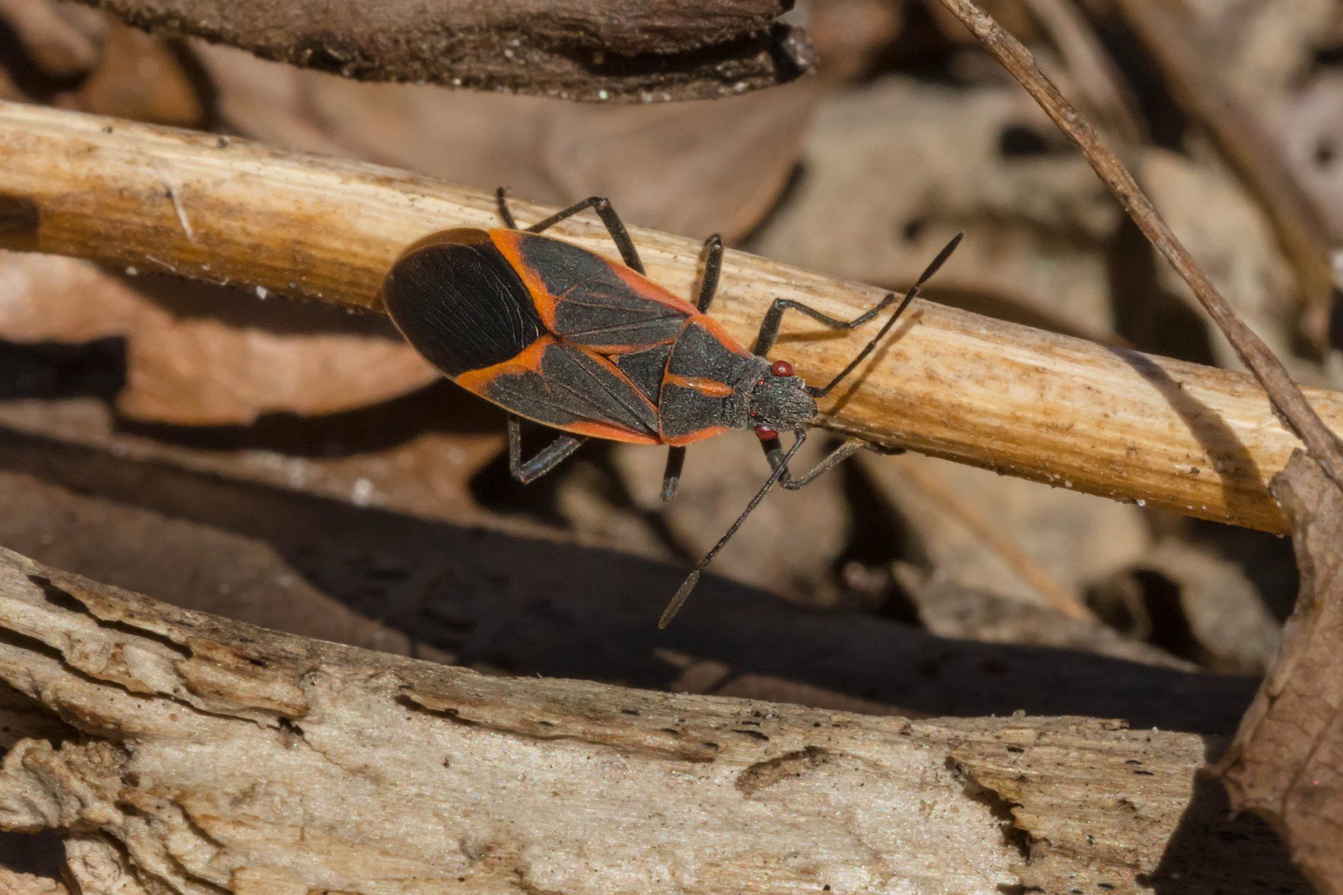 Boxelder Bug