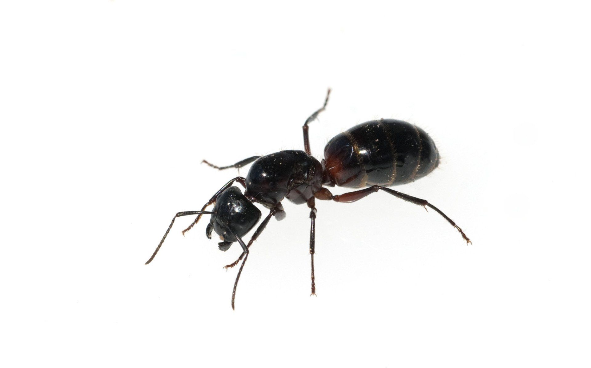Carpenter Ants