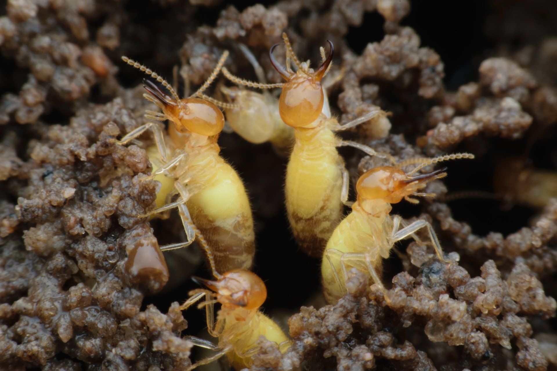 Formosan Termite