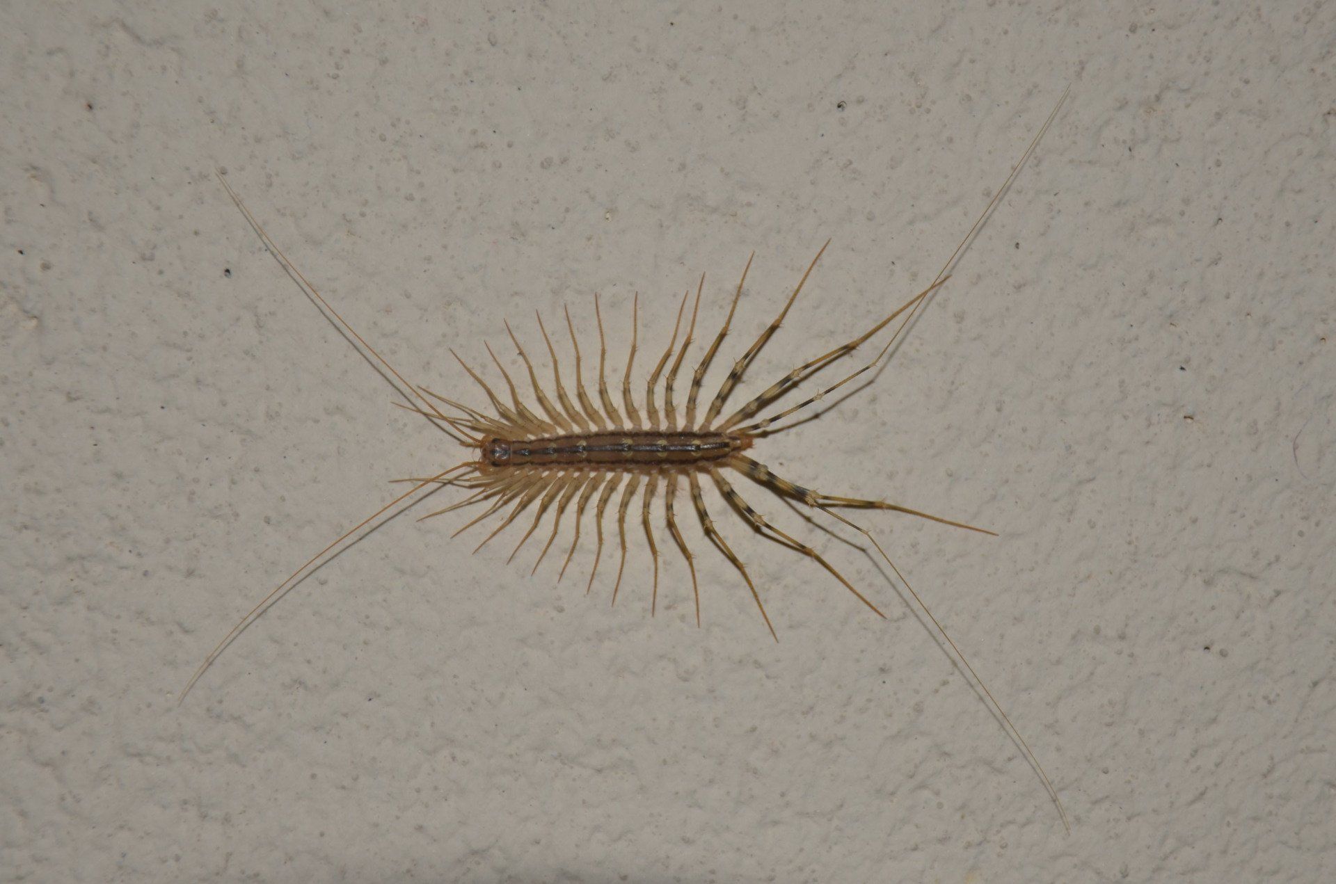 Centipede