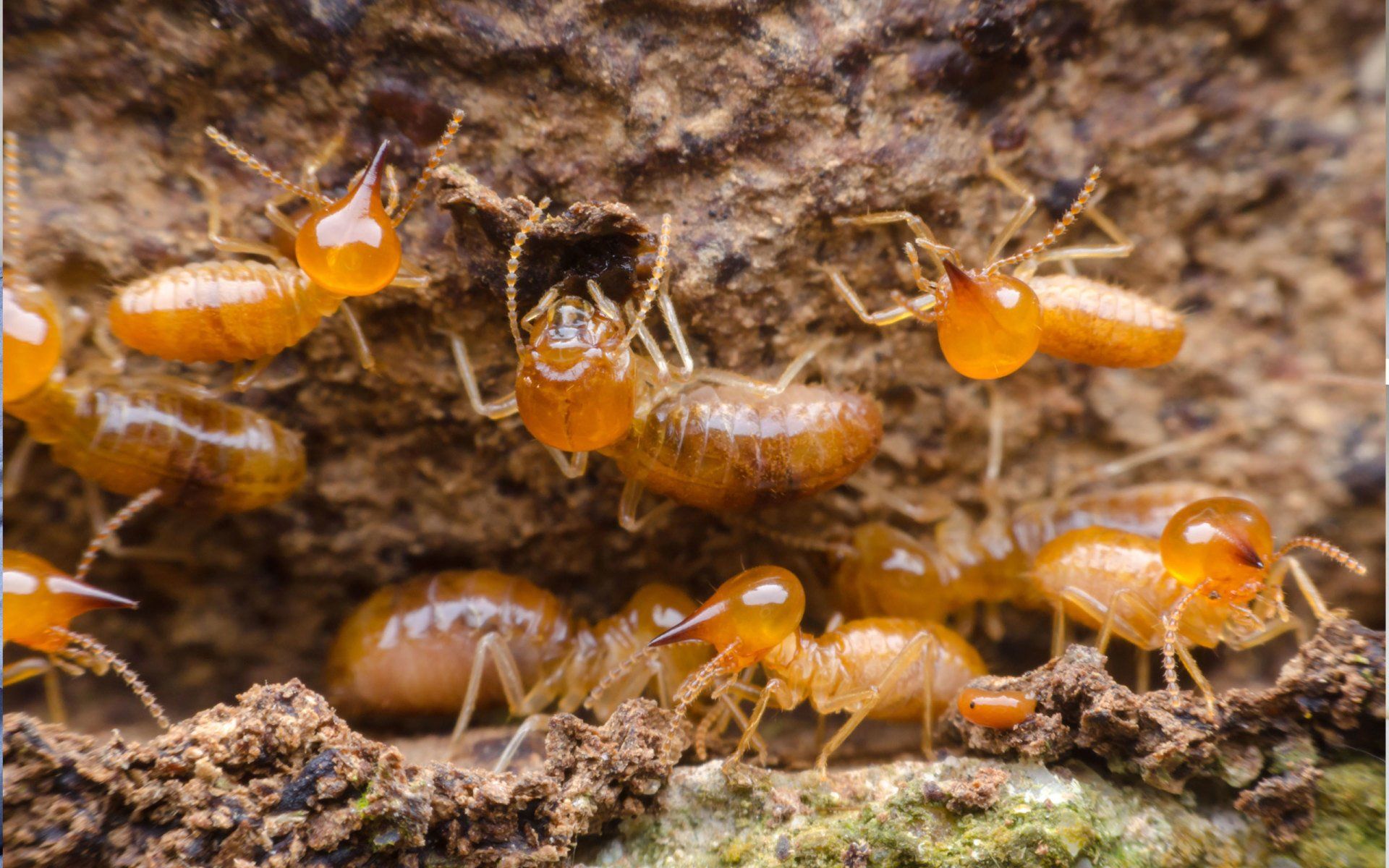 termites