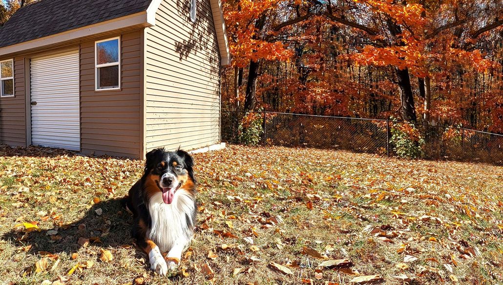Black-and-white dog sitting in autumn leaves beside a brown house and orange trees