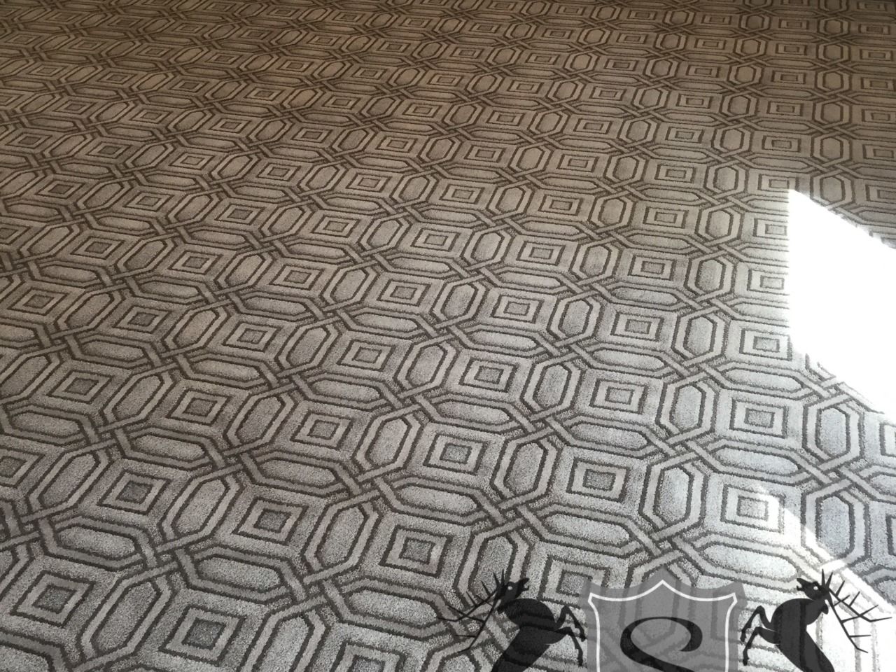 Two black cockroaches on a patterned floor near a bright patch of sunlight.