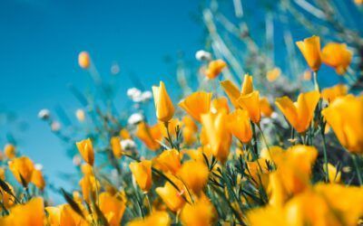 Yellow wildflowers against a blue sky