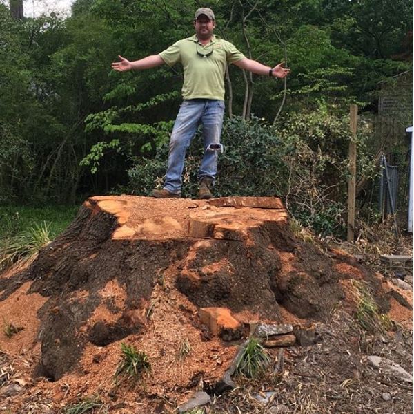 Tree stump removal services