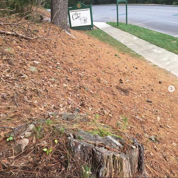 Tree stump removal services