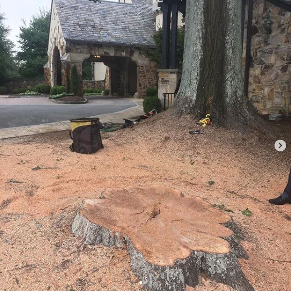 Tree stump removal services