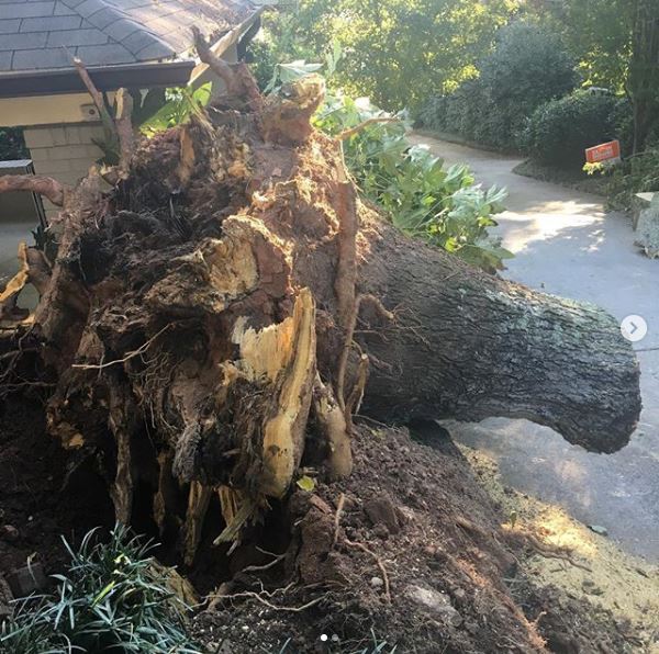 Tree stump removal services