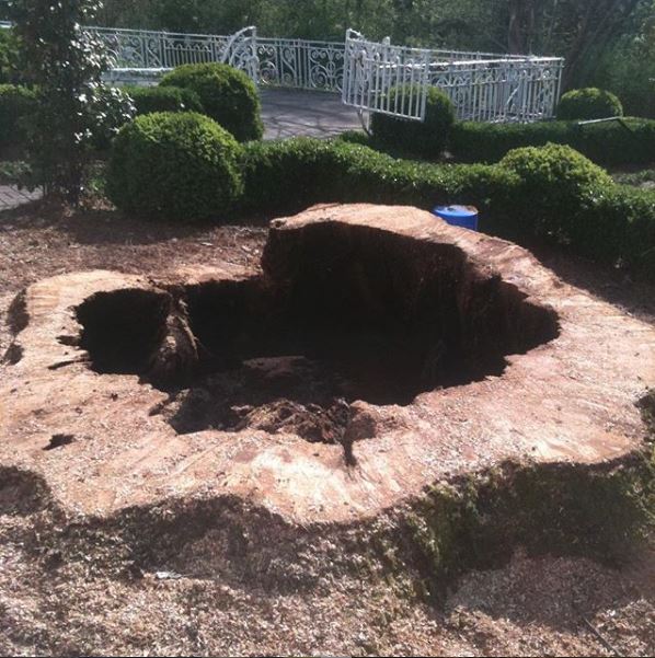 Tree stump removal services