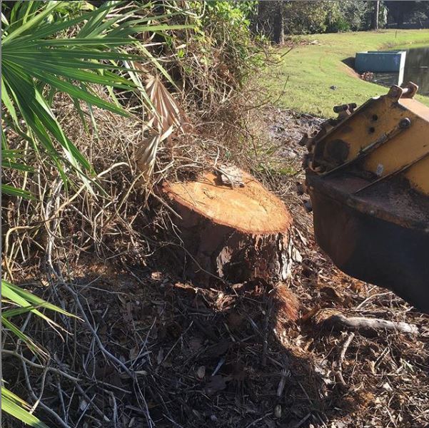 Tree stump removal services