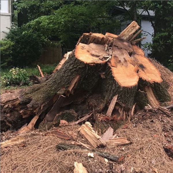 Tree stump removal services