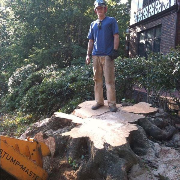 Tree stump removal services