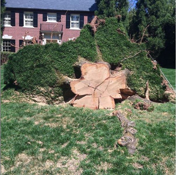 Tree stump removal services