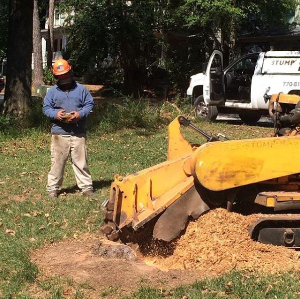 Tree stump removal services