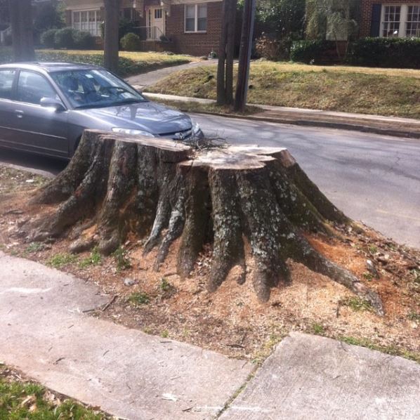 Tree stump removal services