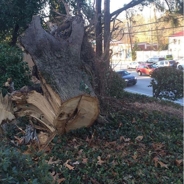 Tree stump removal services