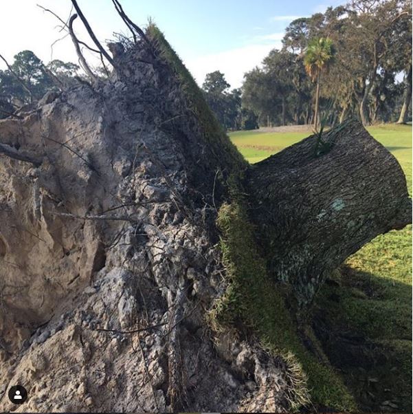 Tree stump removal services