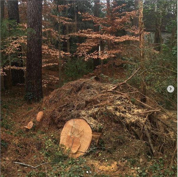 Tree stump removal services