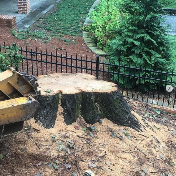 Tree stump removal services
