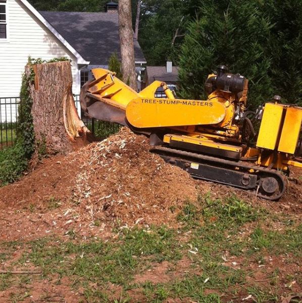 Tree stump removal services