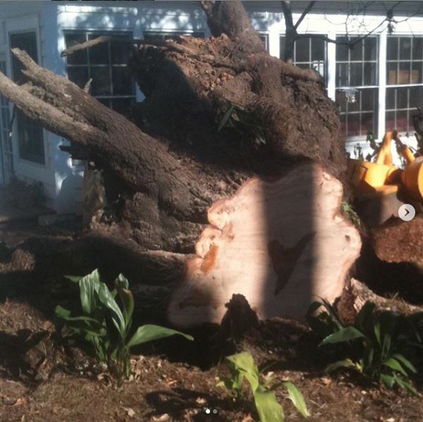 Tree stump removal services