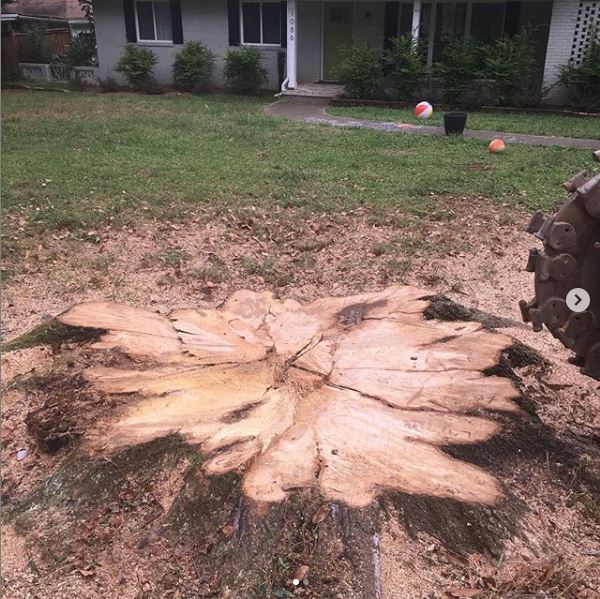 Tree stump removal services