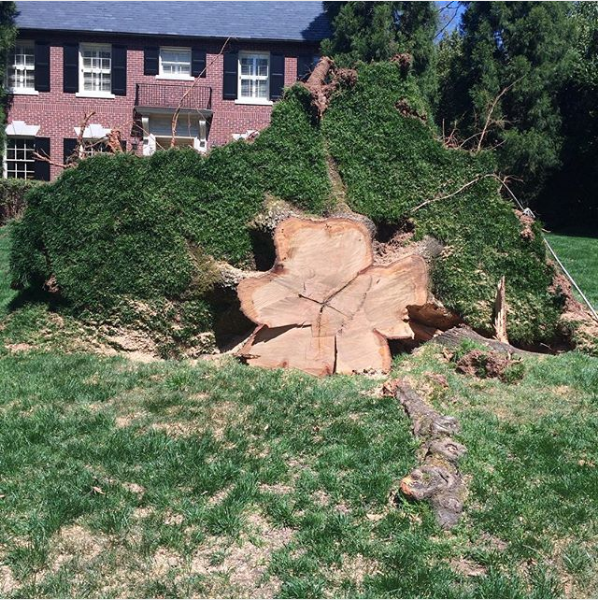 Stump removal