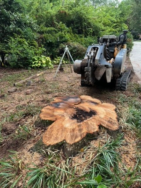 A large tree stump is being removed by a stump grinder.