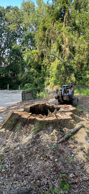 A bear is laying on a tree stump in the woods.
