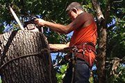 Man cutting the tree