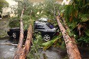 Storm damaged tree fallen on the car