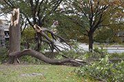 Storm damaged tree fallen on the floor