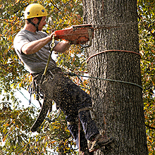 Precision Tree Inc. │ Tree Removal │ Northern Kentucky