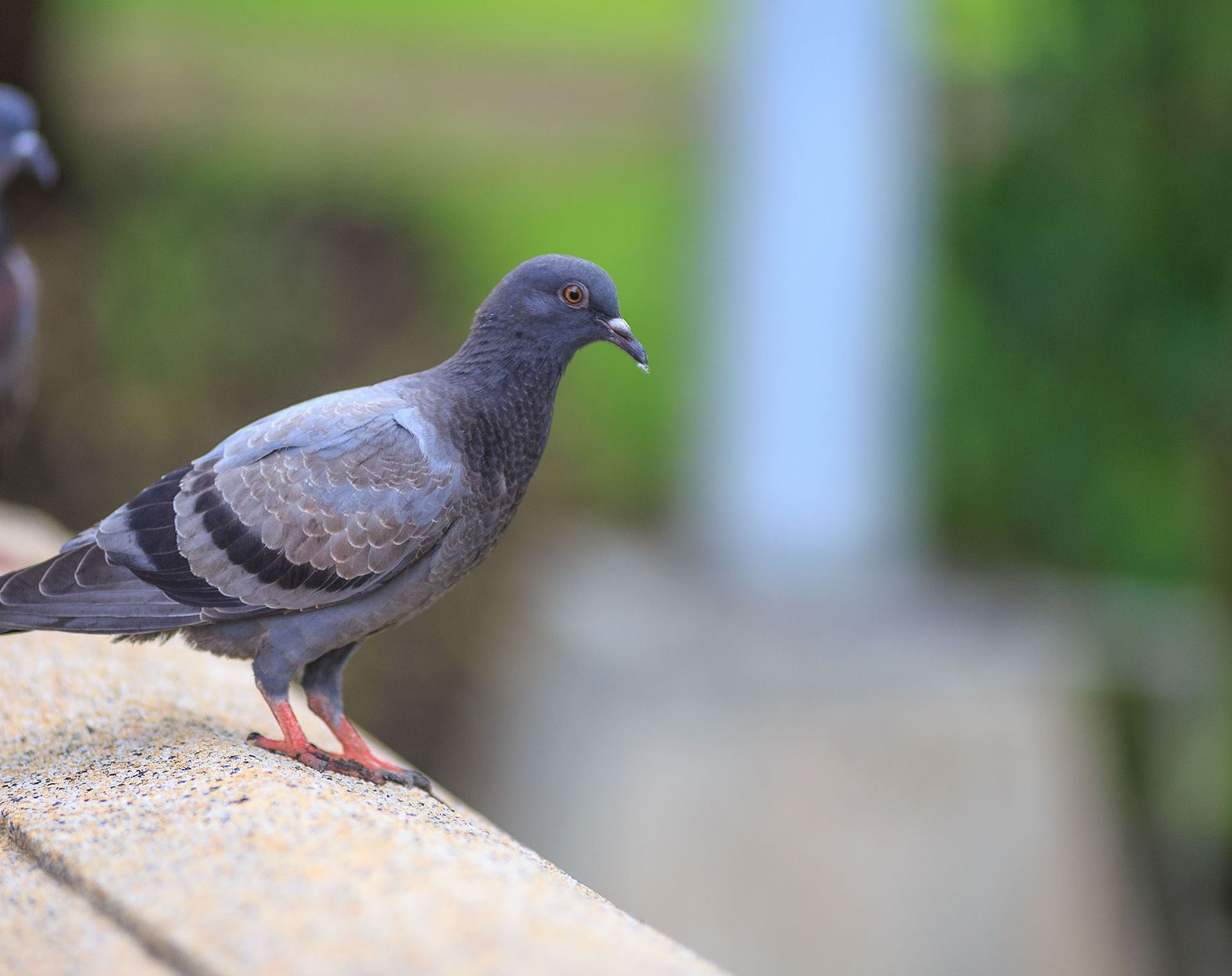 Bird removal services