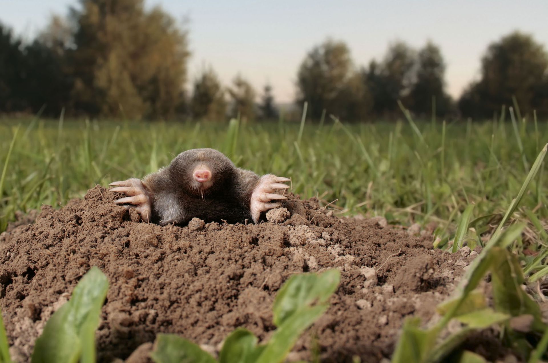 Mole removal services