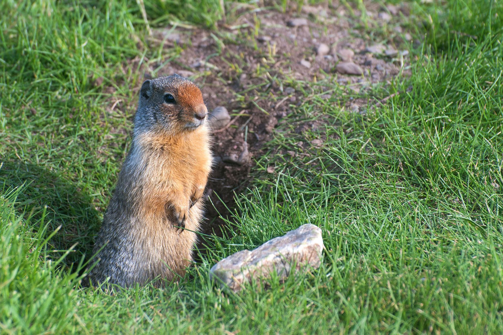 Squirrel removal services