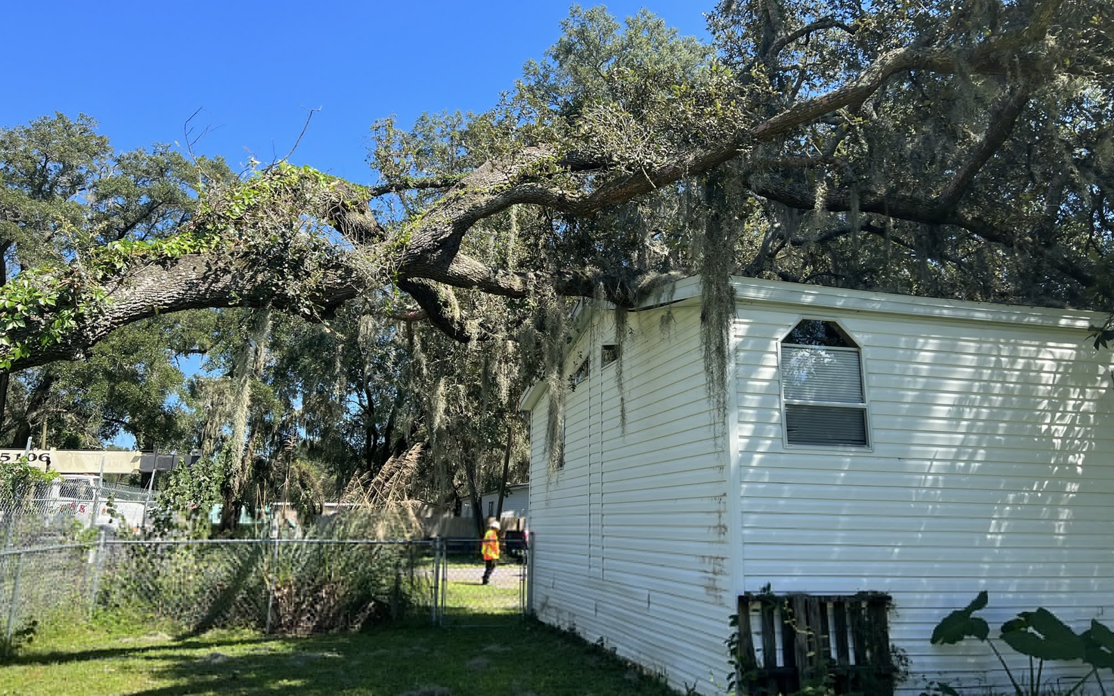 Hazard Tree Removal