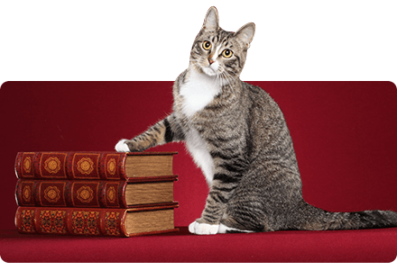 cat touching a book