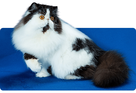 black and white cat