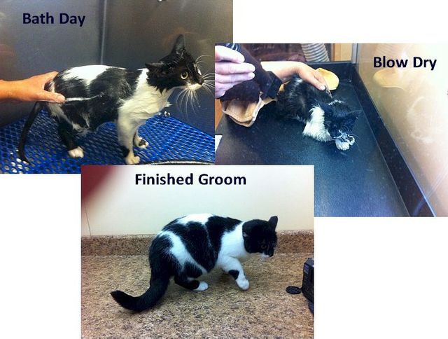 Cat Grooming | Oklahoma City 