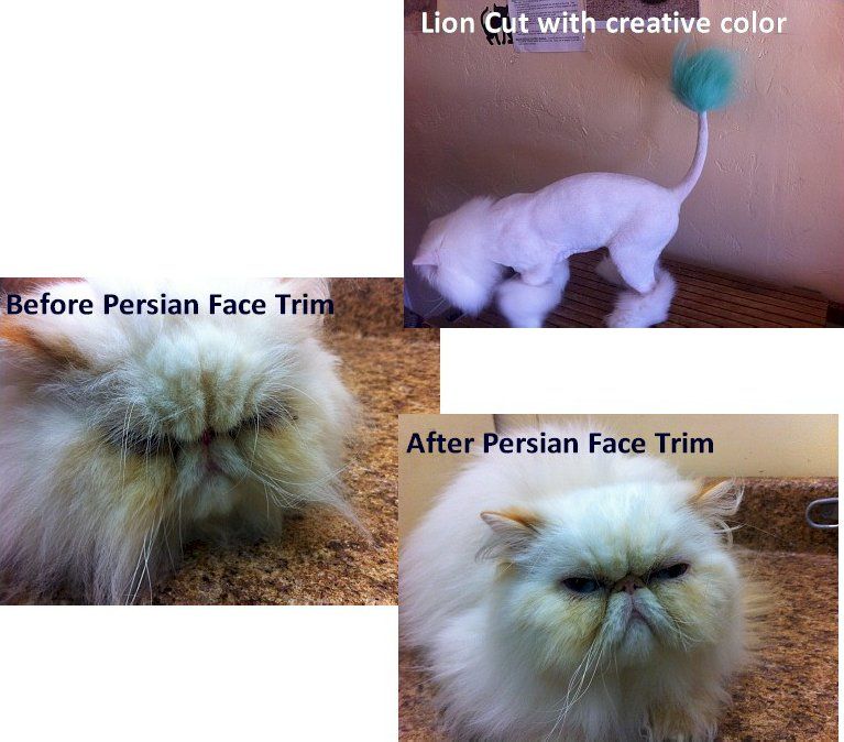 cat creative haircut