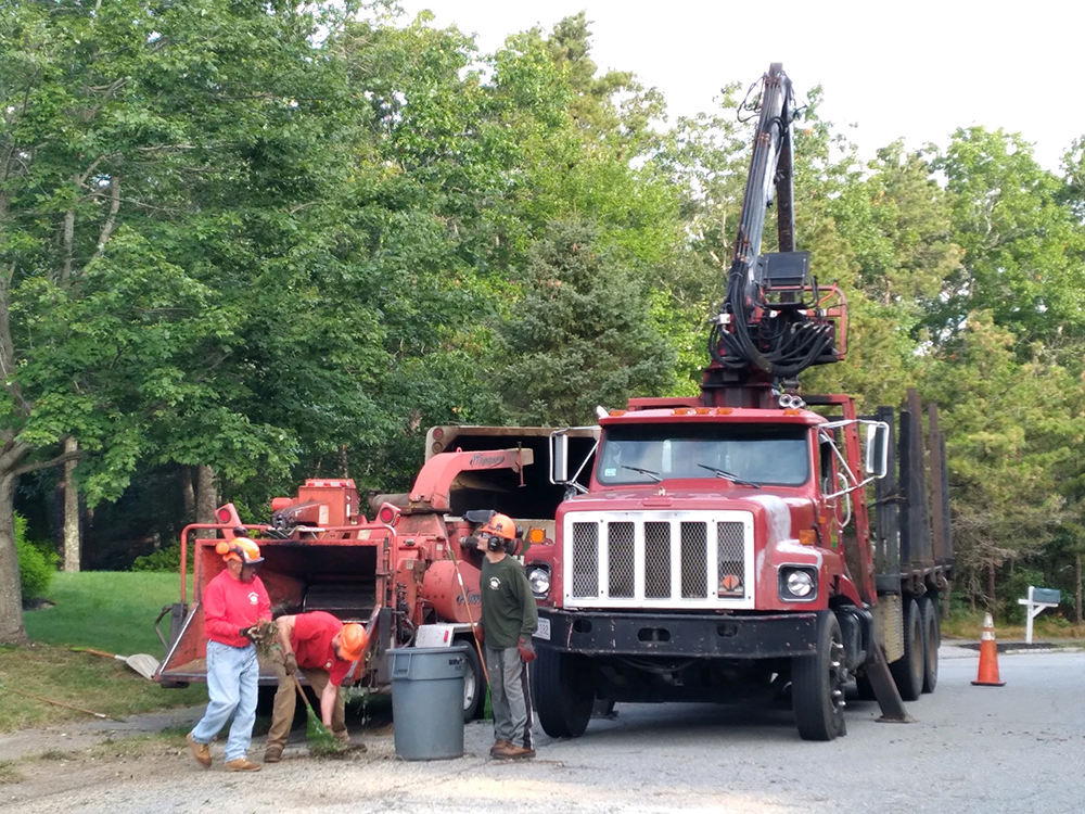 Peter McMillan Pro Tree LLC crew