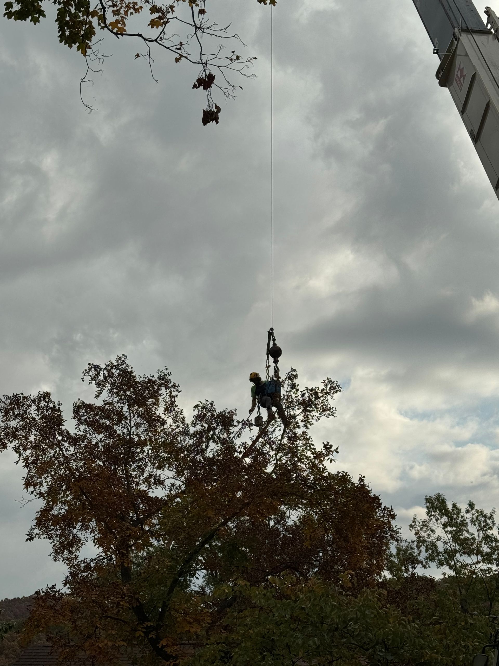 a man is hanging from a crane while a dog looks on.