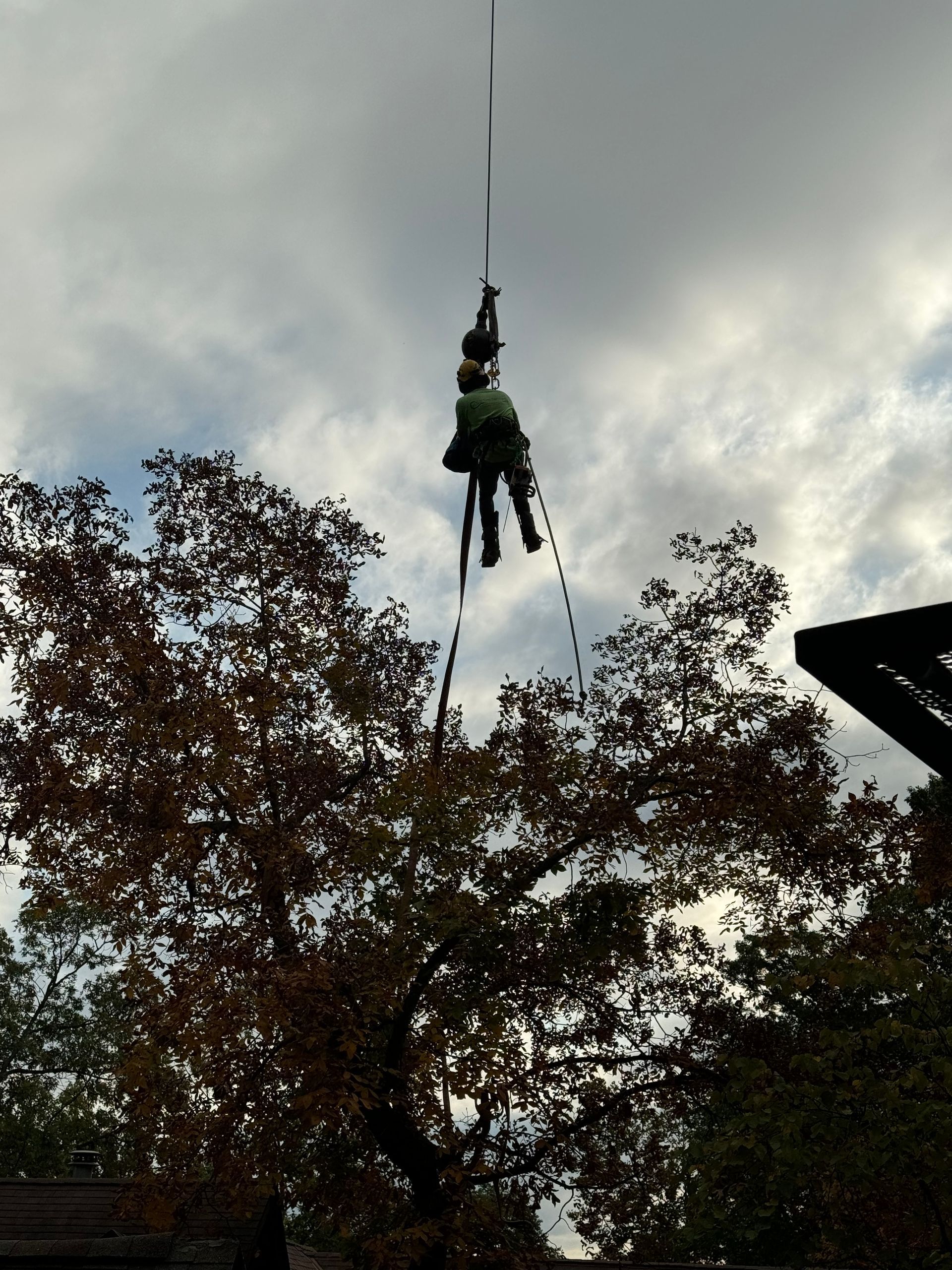 a man hanging from a rope working on tree trimming.